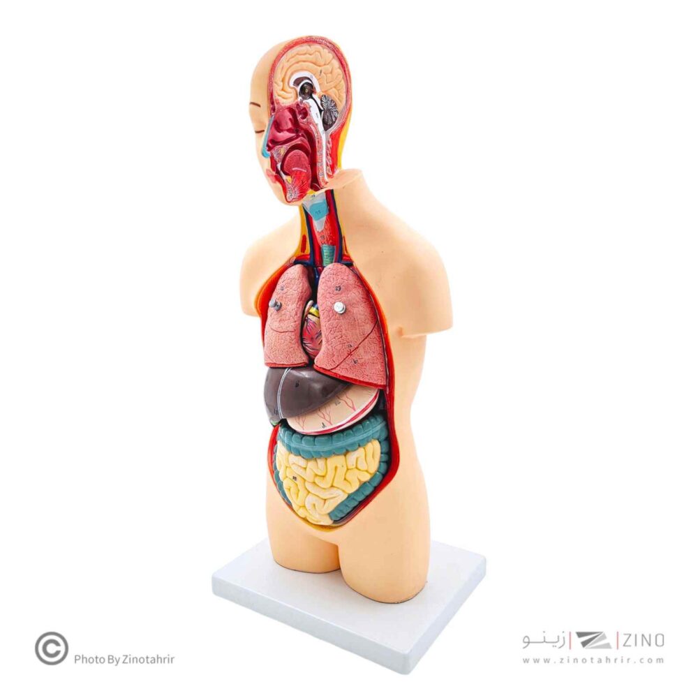 مولاژنیم تنه بدن انسان 1/2اندازه طبیعی